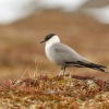 Chaluha mala - Stercorarius longicaudus - Long-tailed Skua7589